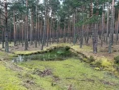 Foto 12 - Ruta: Un para&iacute;so soriano en Pinares