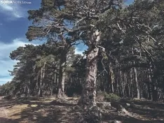 Foto 5 - Ruta: Un para&iacute;so soriano en Pinares