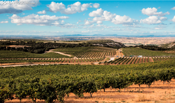 Los vinos de Castilla y León dominan un tercio del mercado nacional de denominaciones de origen