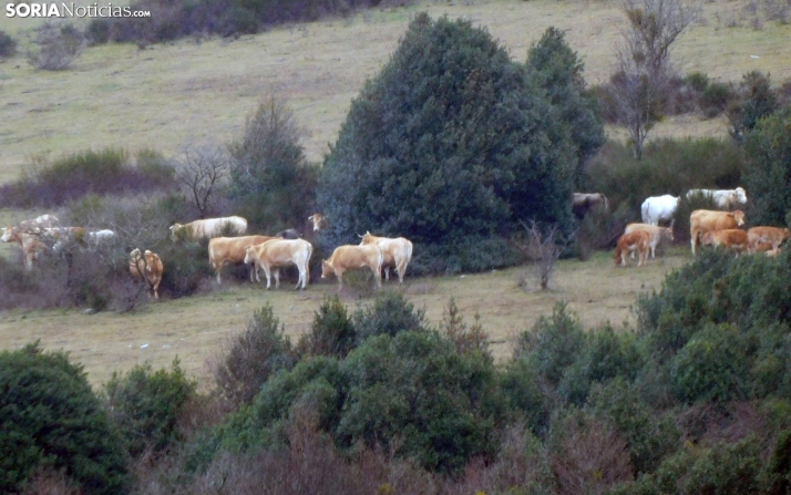 Soria se libra, de momento, de la alerta por nevadas hoy sábado en Castilla y León