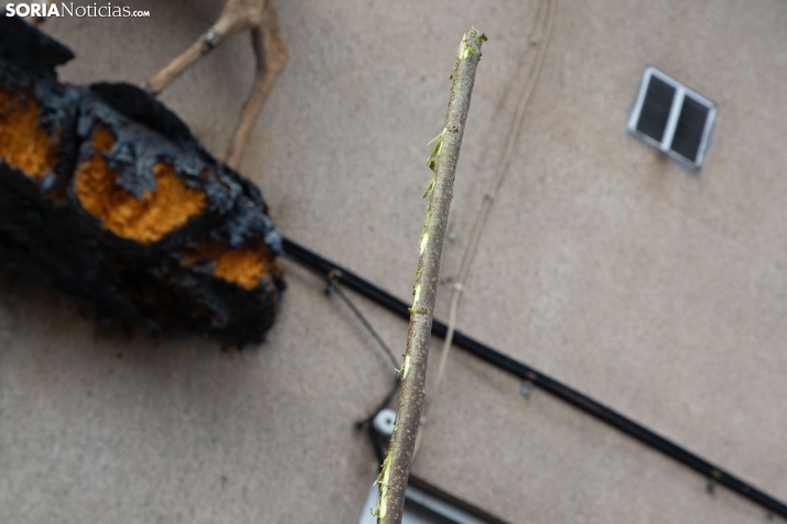 Ronda de Duruelo 2025