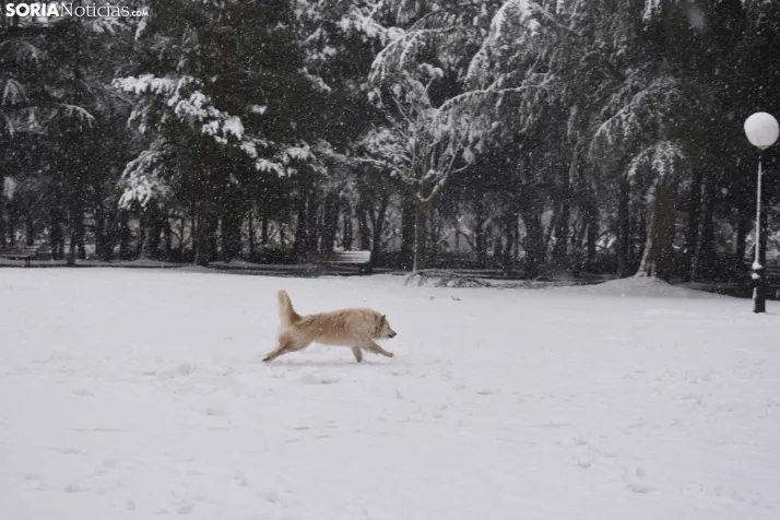 Nieve en Soria el 1 de marzo. 