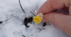 Foto 3 - Pinares se vuelve polar a mediados de abril