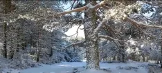 Foto 4 - Pinares se vuelve polar a mediados de abril