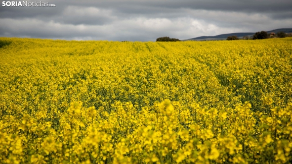 GALERÍA: La primera irrumpe con fuerza en Soria y la llena de color