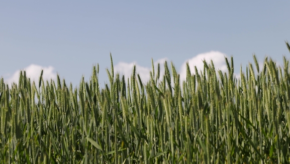 El apagón lleva a ampliar hasta el 5 de mayo el plazo para solicitar las ayudas de cosecha en verde y reestructuración y reconversión del viñedo 