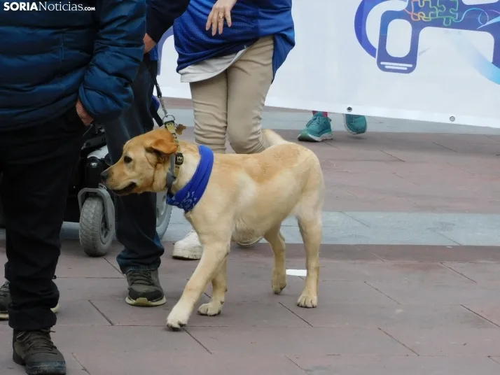 Marcha Solidaria por el autismo 2025