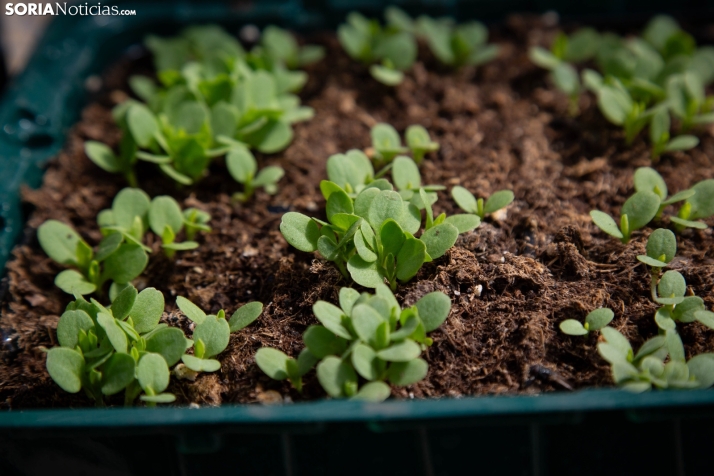 Explosión primaveral