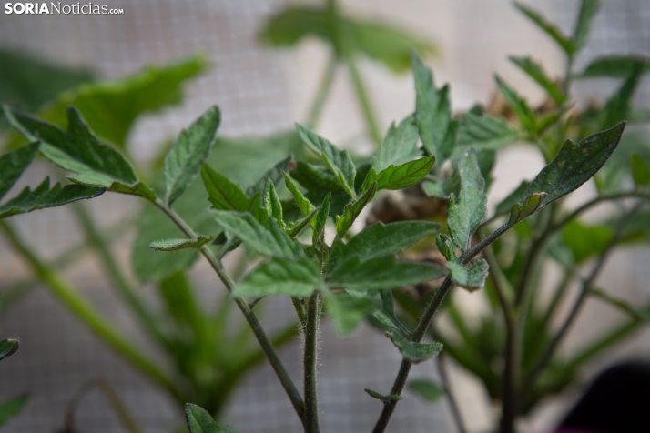 Explosión primaveral