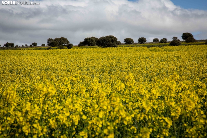 Explosión primaveral