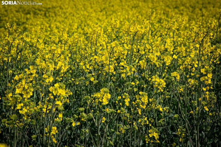 Explosión primaveral