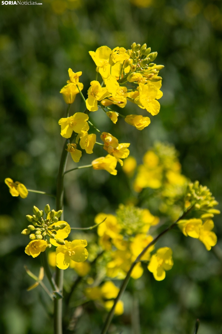 Explosión primaveral