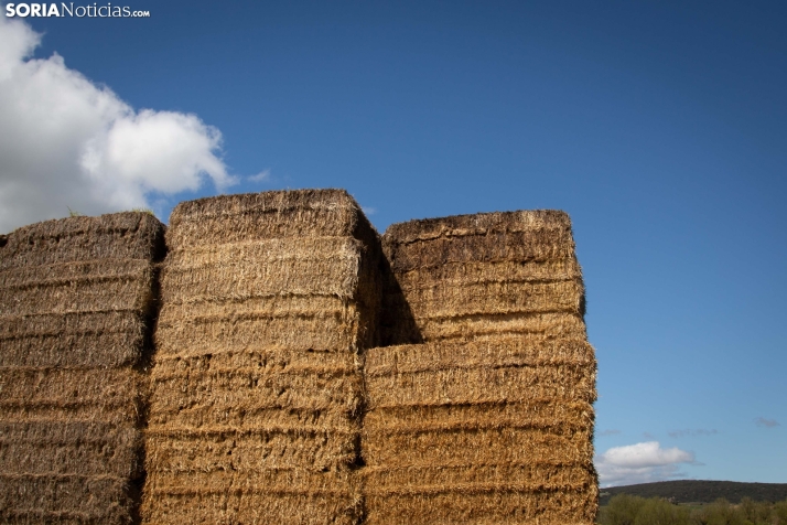 Explosión primaveral