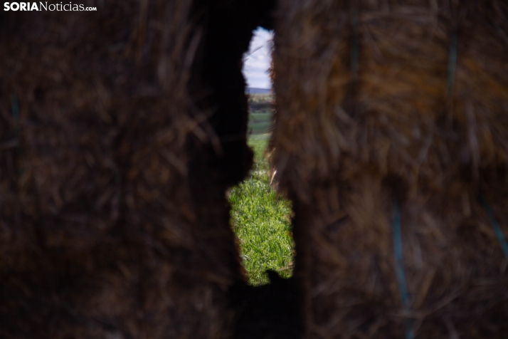 Explosión primaveral