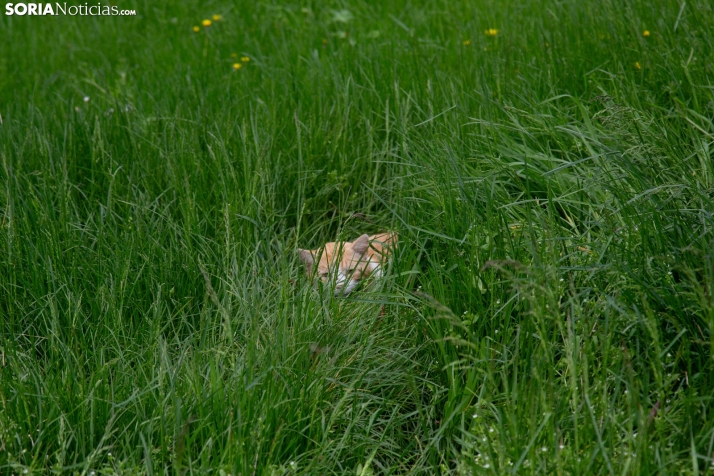 Explosión primaveral