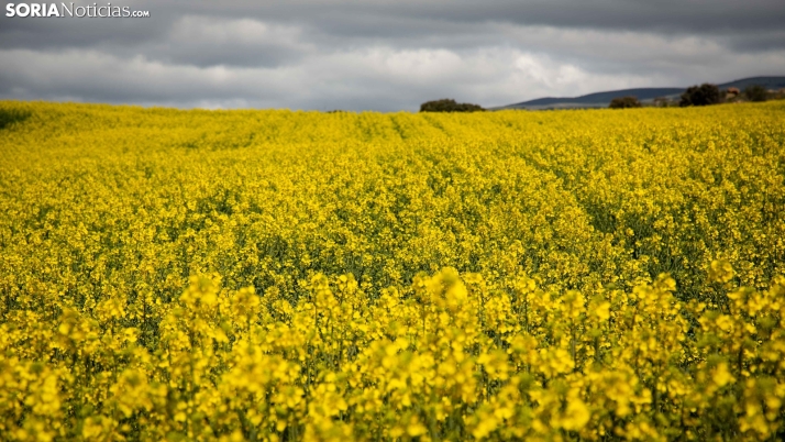 GALERÍA: La primera irrumpe con fuerza en Soria y la llena de color