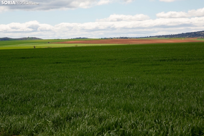 Explosión primaveral