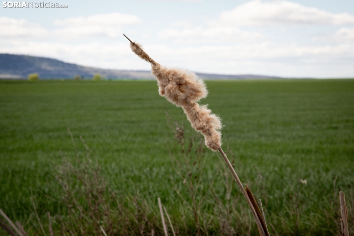 Explosión primaveral