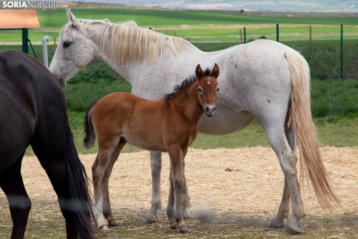 Explosión primaveral