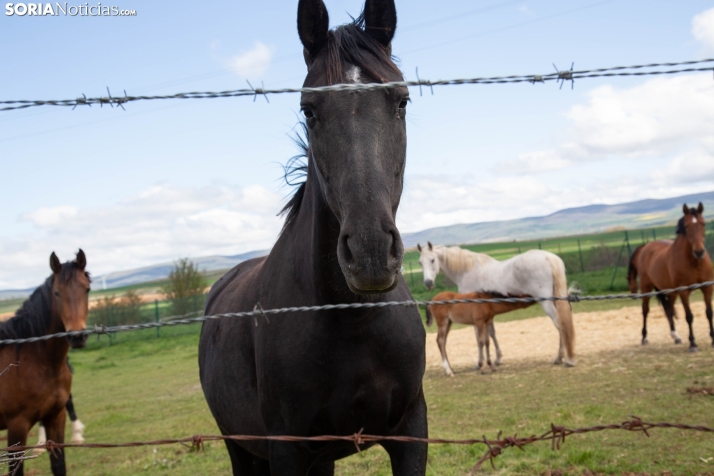 Explosión primaveral