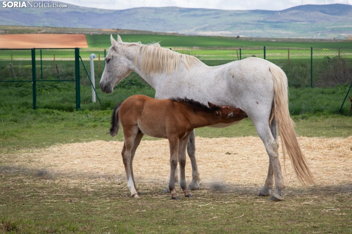 Explosión primaveral