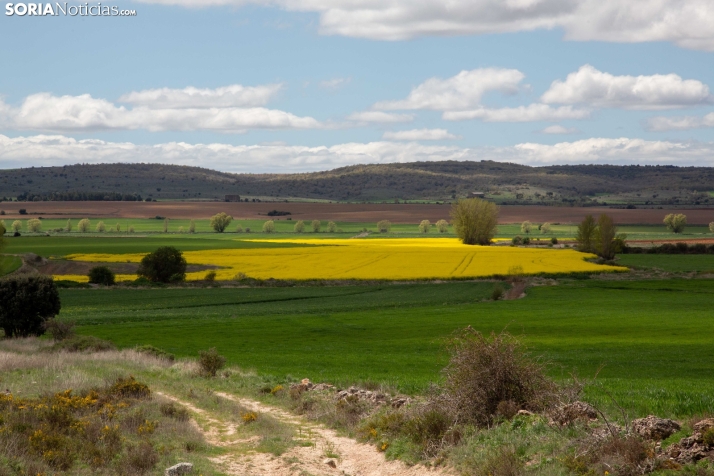 Explosión primaveral