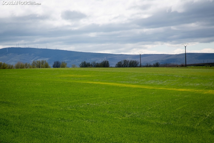 Explosión primaveral