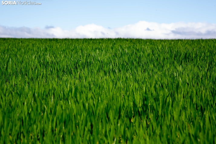 Explosión primaveral