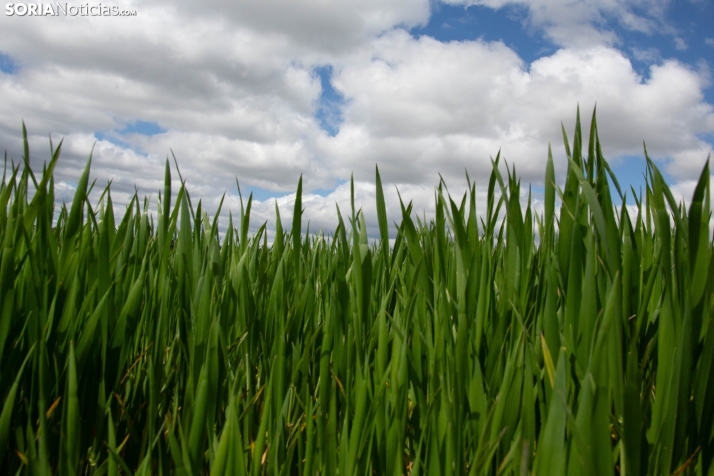 Explosión primaveral