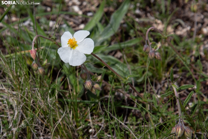 Explosión primaveral