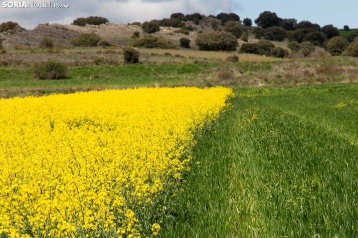 Explosión primaveral