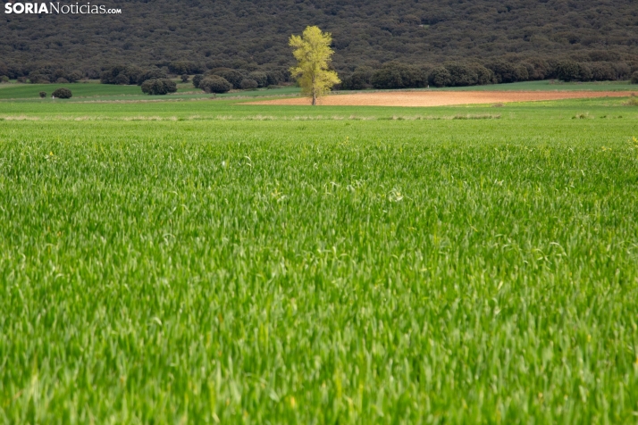 Explosión primaveral