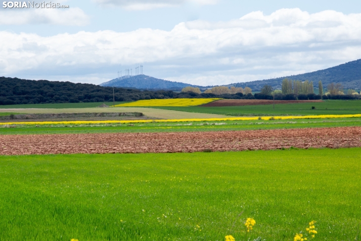 Explosión primaveral