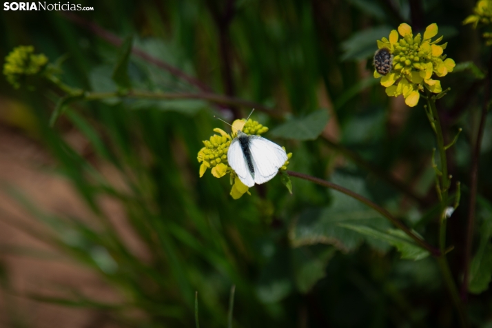 Explosión primaveral