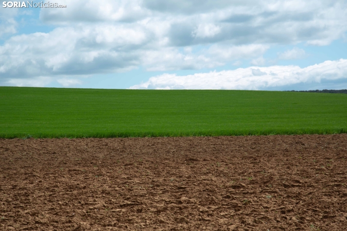 Explosión primaveral