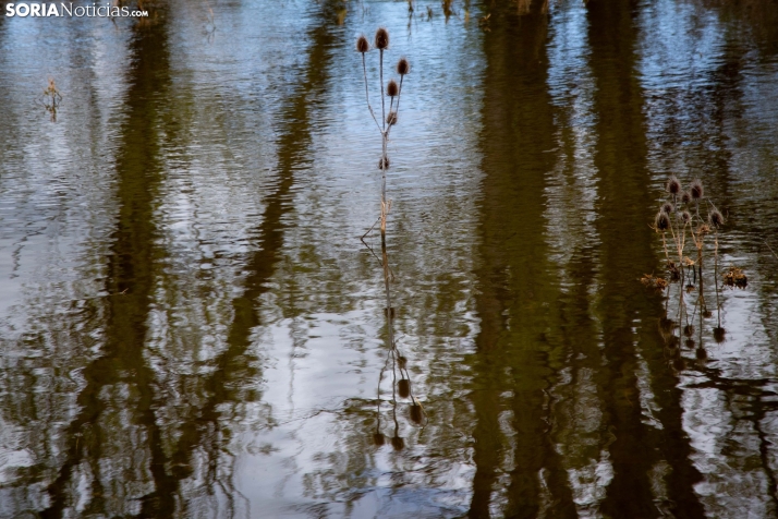 Explosión primaveral