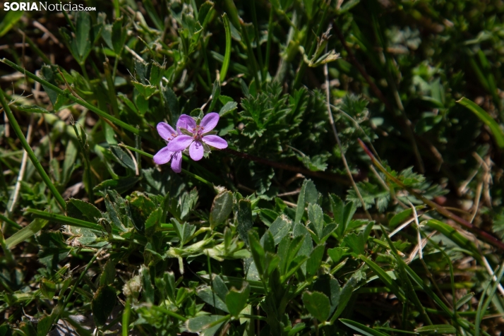 Explosión primaveral
