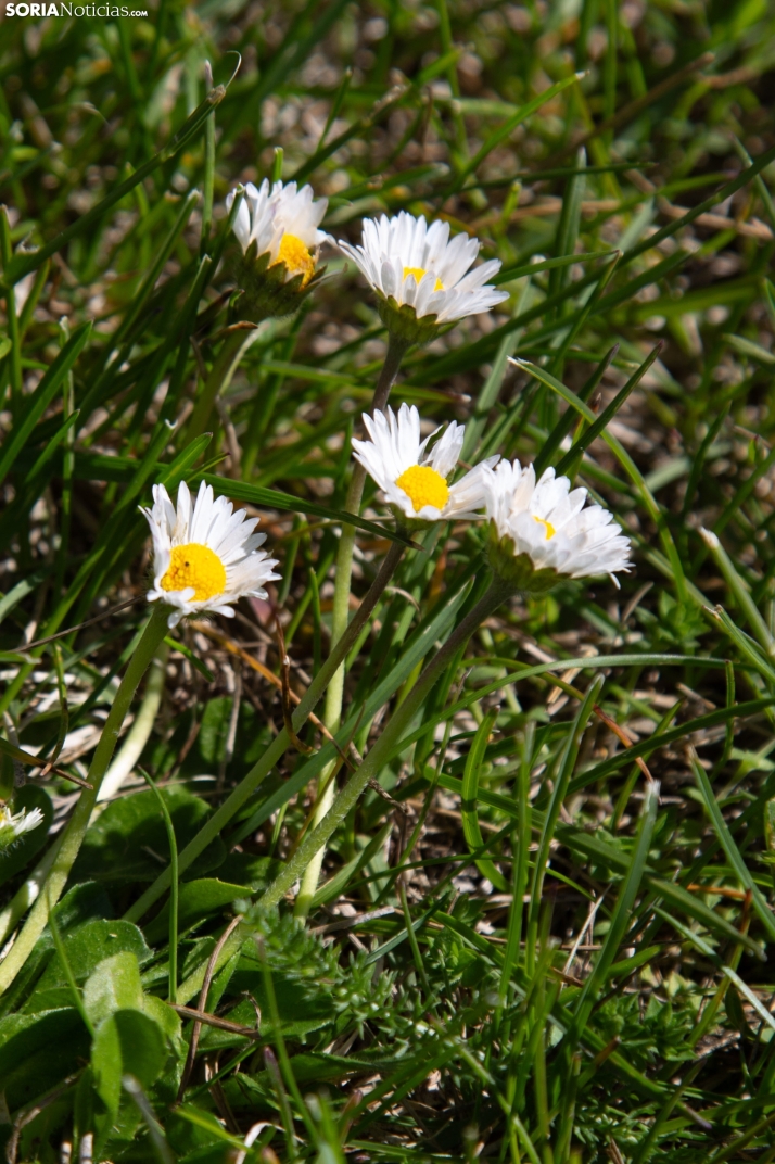 Explosión primaveral
