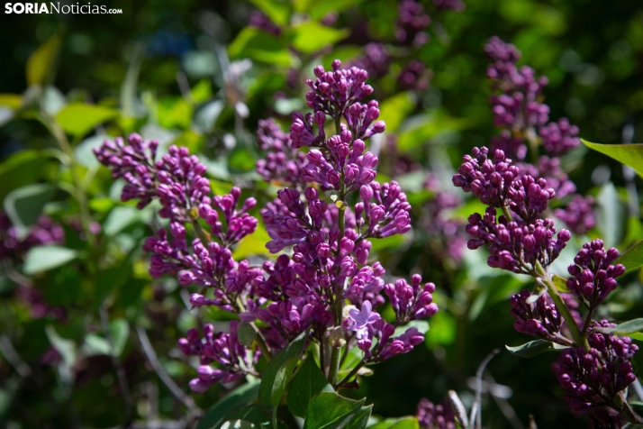 Explosión primaveral