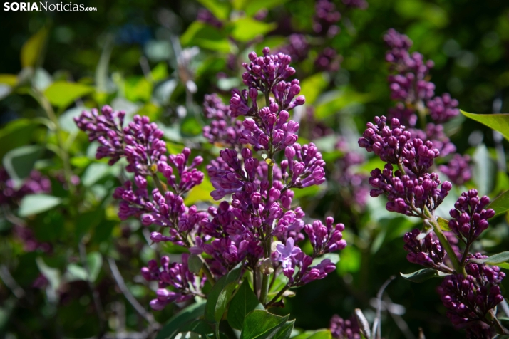 Tras el apagón vuelve la calma y seguirá el buen tiempo en Soria