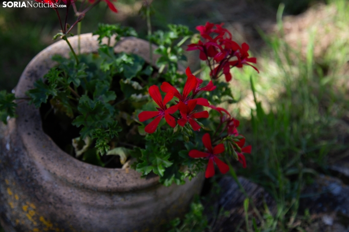 Explosión primaveral