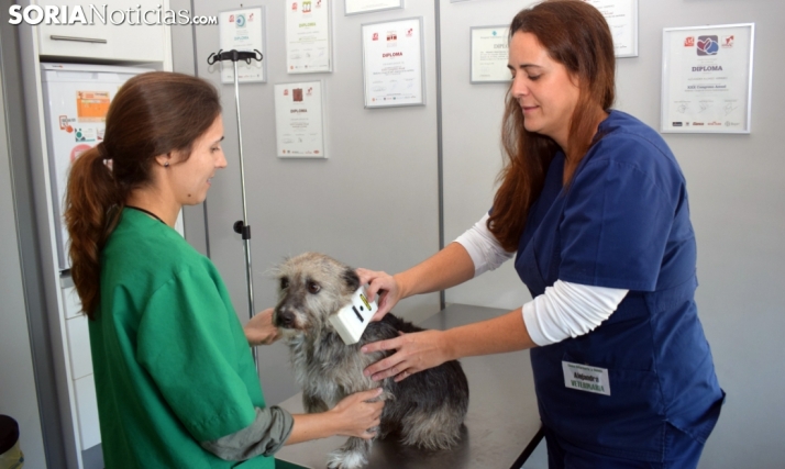 Sanidad ofrece importantes mejoras retributivas a los veterinarios que trabajan en mataderos e industrias alimentarias