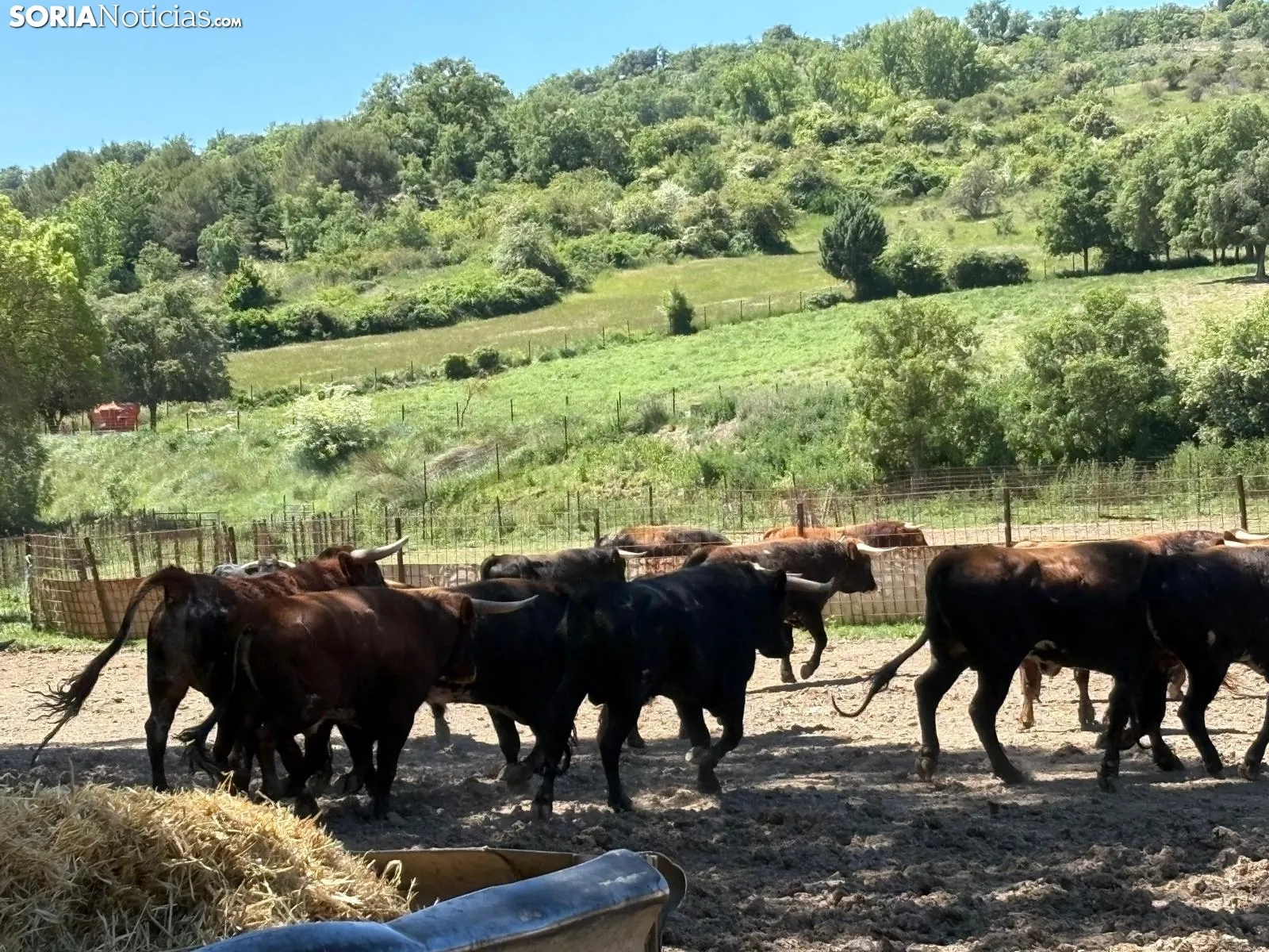 Toros de San Juan 2025, en Brihuega. 