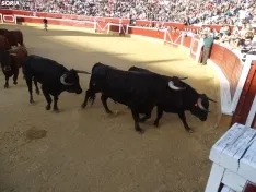 Una imagen de la plaza de San Benito esta mañana de sábado. /PC
