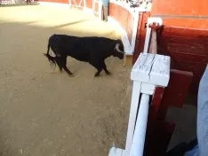 Una imagen de la plaza de San Benito esta mañana de sábado. /PC