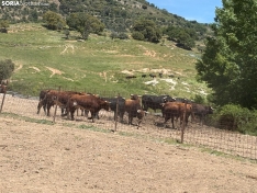 Toros de San Juan 2025, en Brihuega. 
