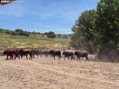 Toros de San Juan 2025, en Brihuega. 