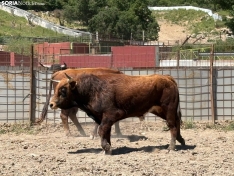 Toros de San Juan 2025, en Brihuega. 