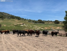 Toros de San Juan 2025, en Brihuega. 