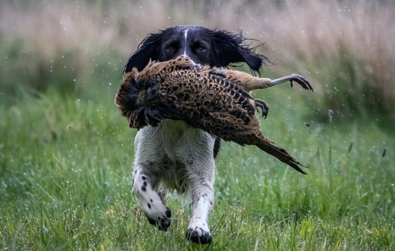 Castillejo acogerá en junio un seminario específico sobre el cobro con perro de caza